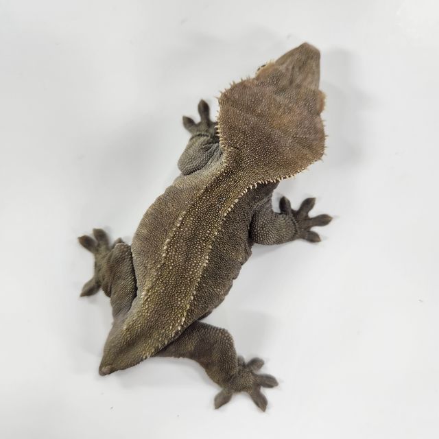 100%헷아잔틱 챠콜