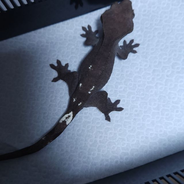 아잔틱 챠콜