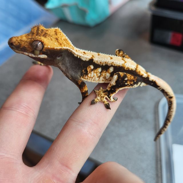 블랙 화이트