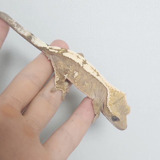 세이블