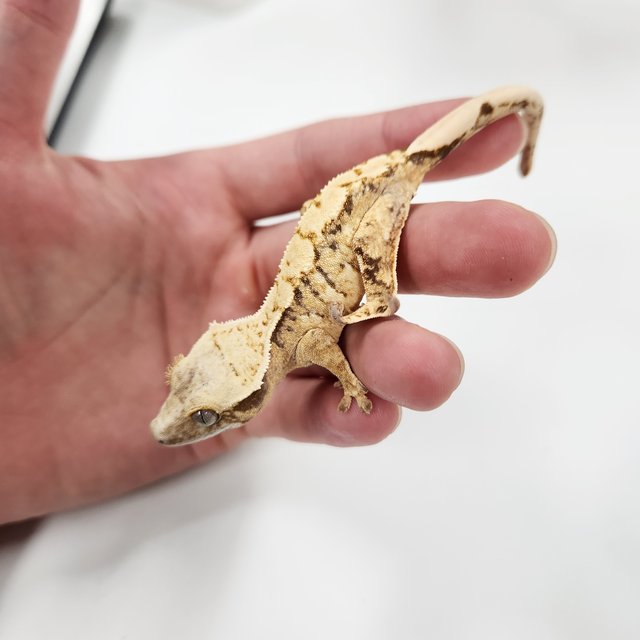 트라이 익스트림할리퀸