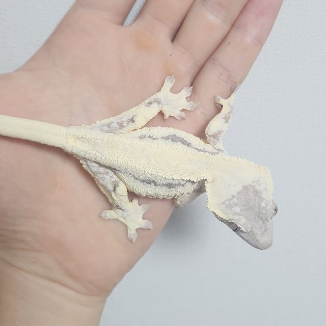 릴리 세이블