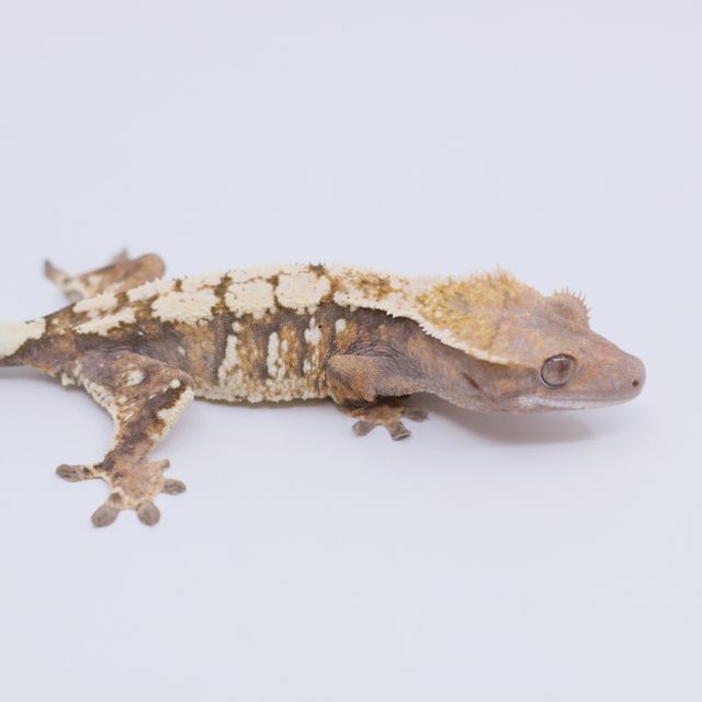 세이블