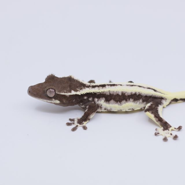릴잔틱