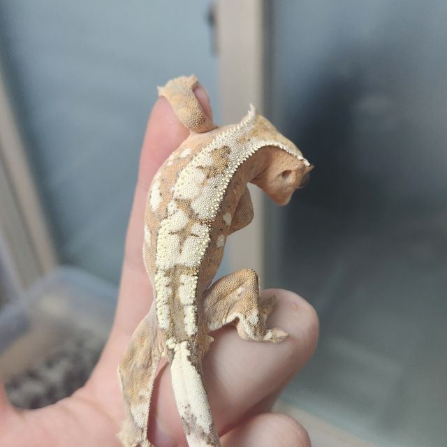 세이블