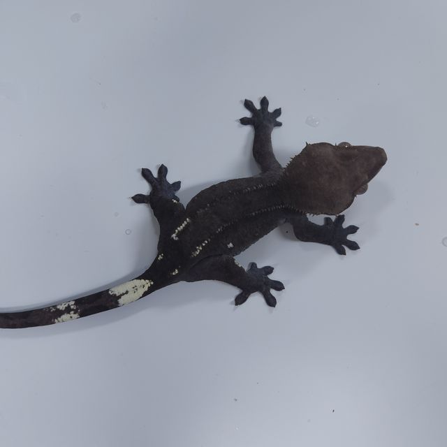 아잔틱 챠콜