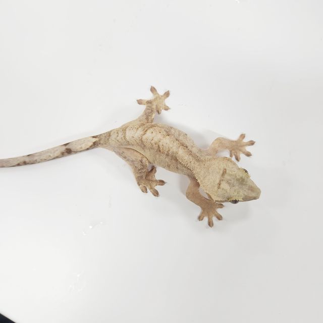 벅스킨 옐로우