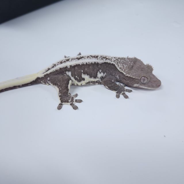 아잔틱 릴잔틱