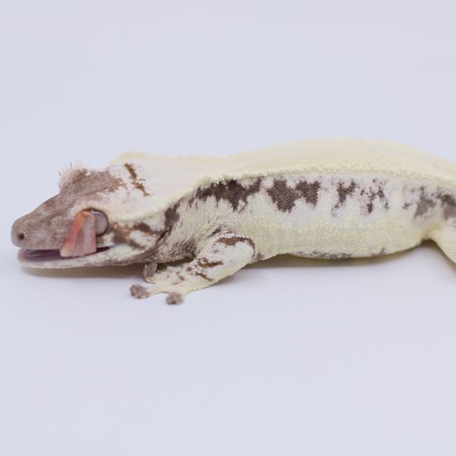 릴리 세이블