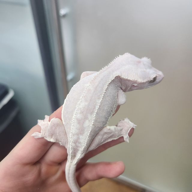 프라푸치노