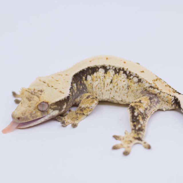 트라이 익스트림할리퀸