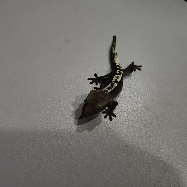 아잔틱