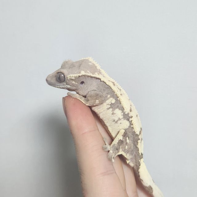 세이블