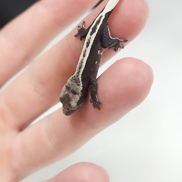 아잔틱 슈퍼스트라이프 풀핀