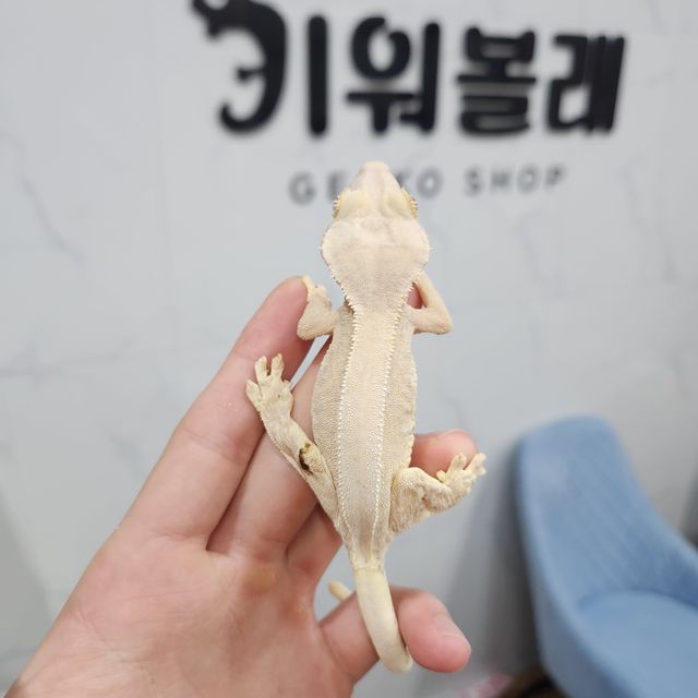 릴리100%헷아잔틱