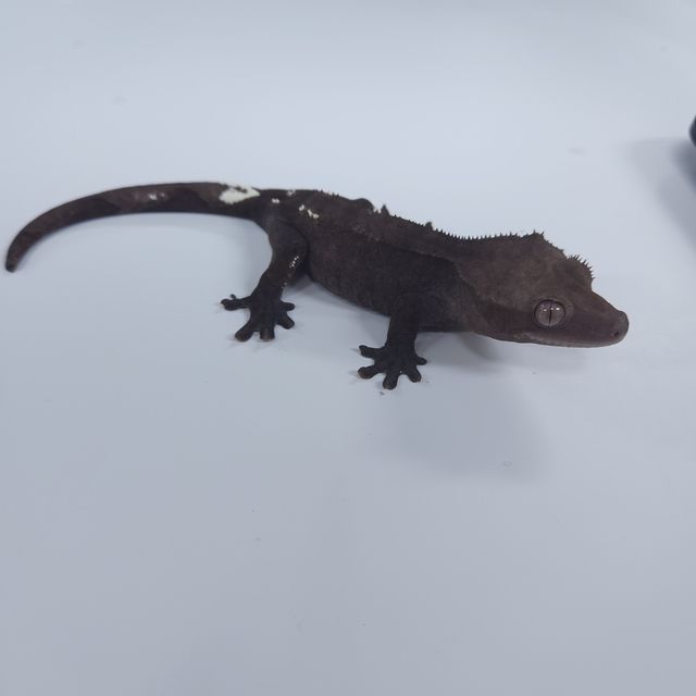 아잔틱