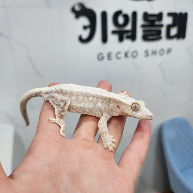 릴리100%헷아잔틱