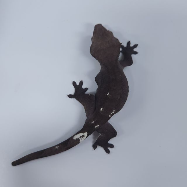 아잔틱
