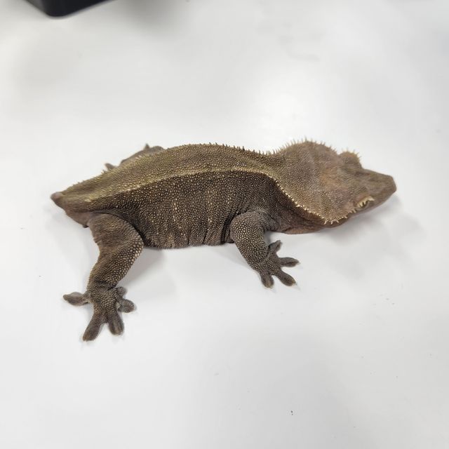 100%헷아잔틱 챠콜