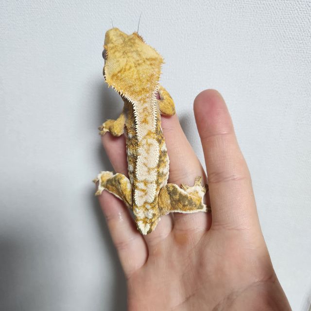 트라이 익스트림할리퀸