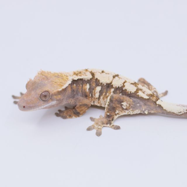 세이블