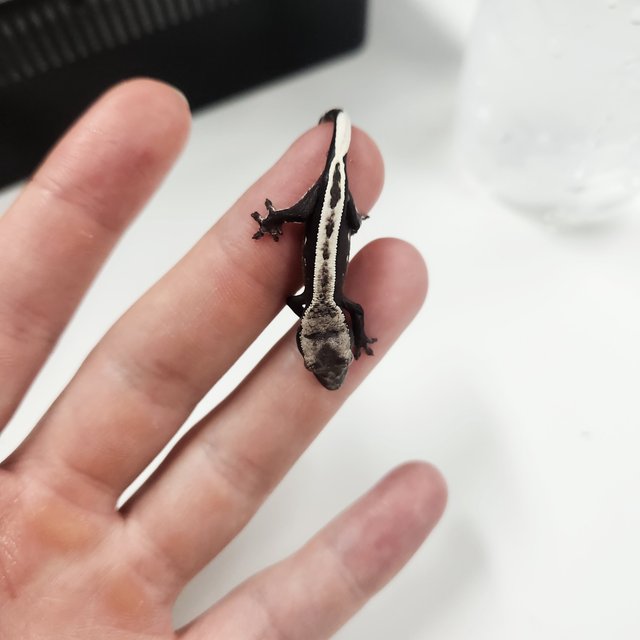 아잔틱 슈퍼스트라이프 풀핀