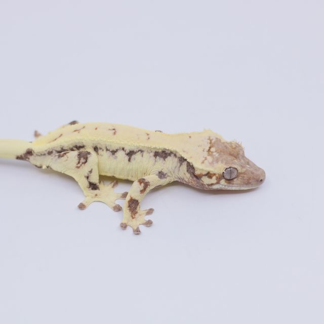 릴리 세이블