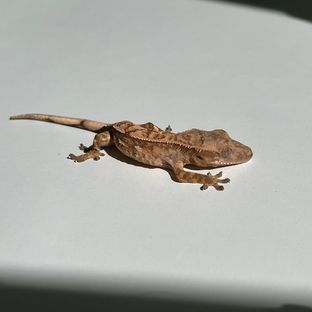 백무7