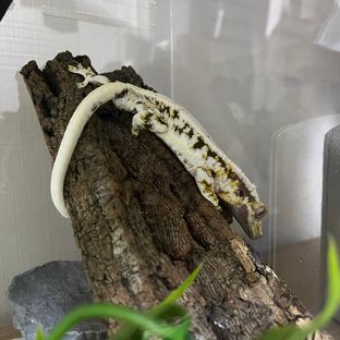 백호