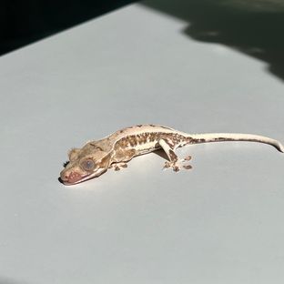 백무9