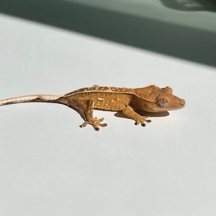 백무3