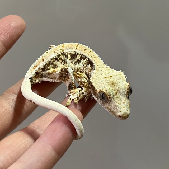 릴리화이트 트라이