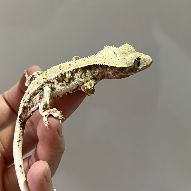 릴리화이트 트라이