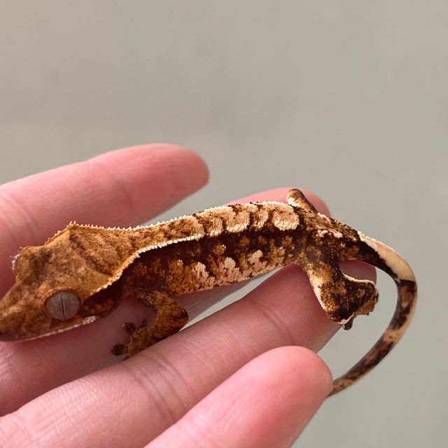 트라이 익스트림할리퀸 핀스트라이프