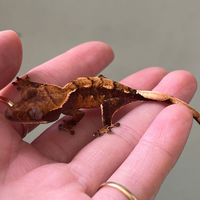 할리퀸