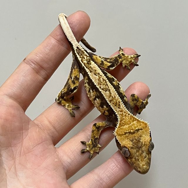 핀스트라이프 익스트림할리퀸 트라이