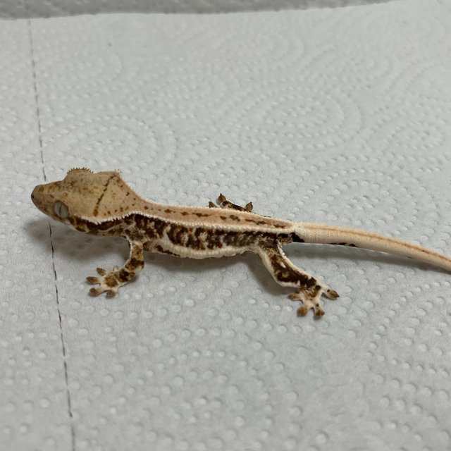 릴리화이트 트라이