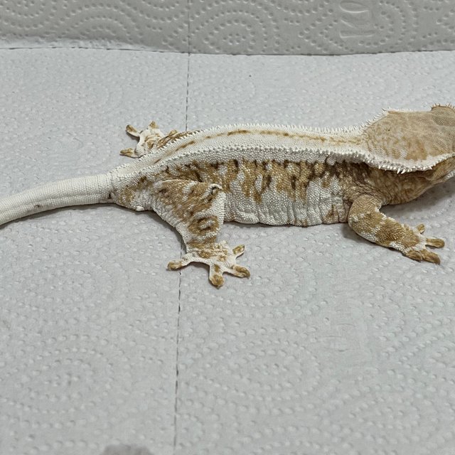 트라이 릴리화이트