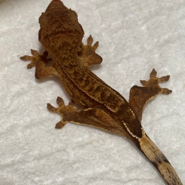 팬텀 노멀 벅스킨 브린들 크림시클