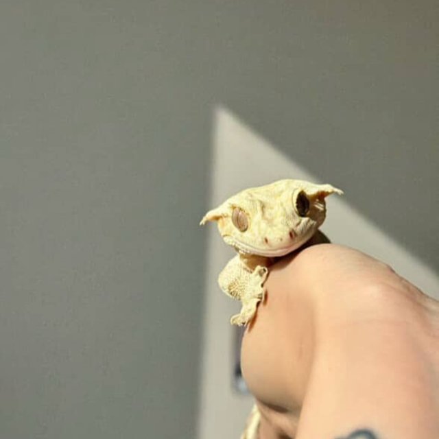 노멀 크림시클 팬텀