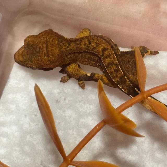 팬텀 노멀 벅스킨 브린들 크림시클