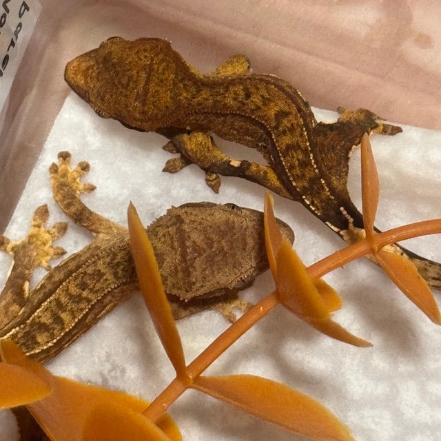 팬텀 노멀 벅스킨 브린들 크림시클