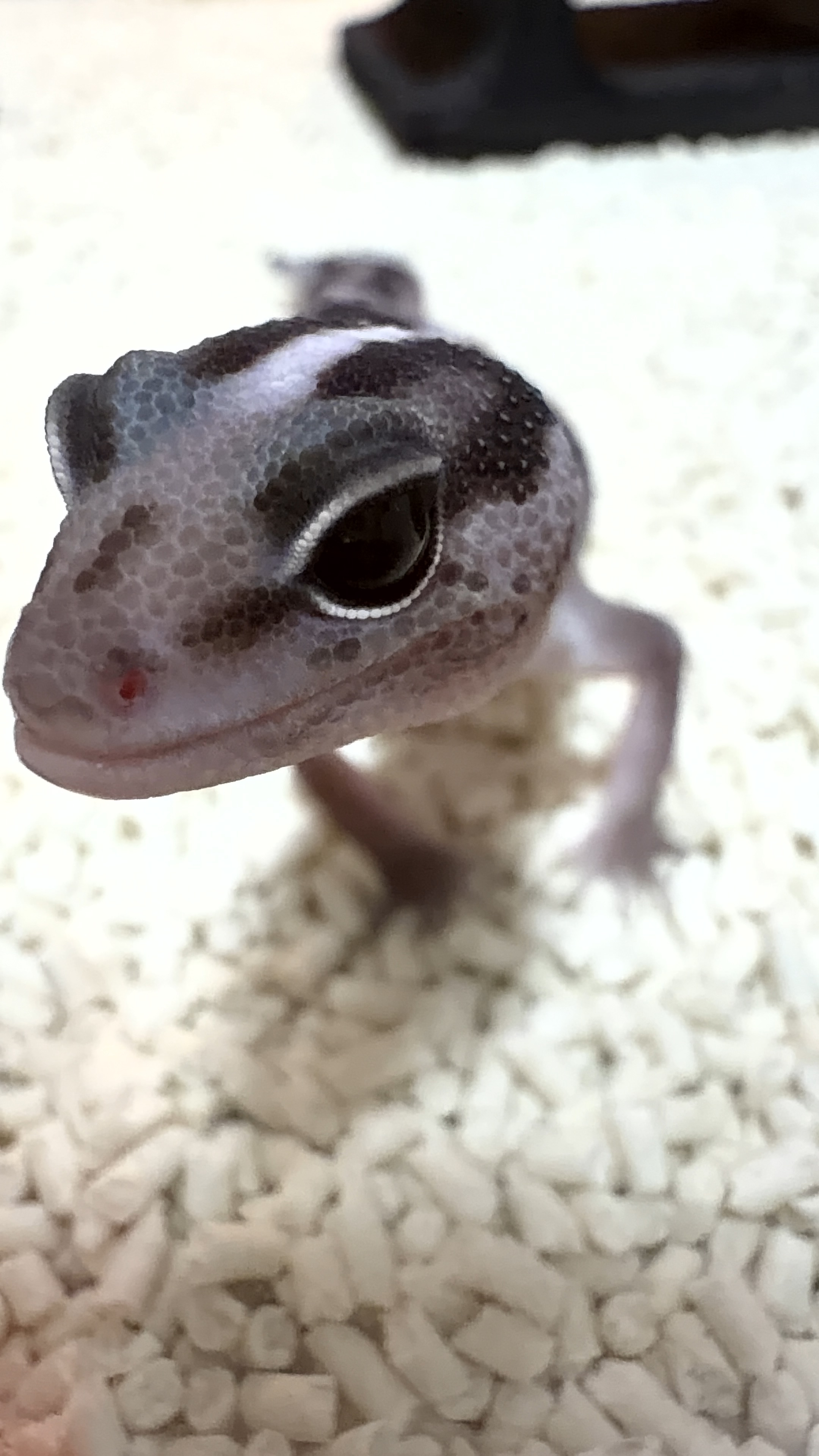 박씨네마뱀이