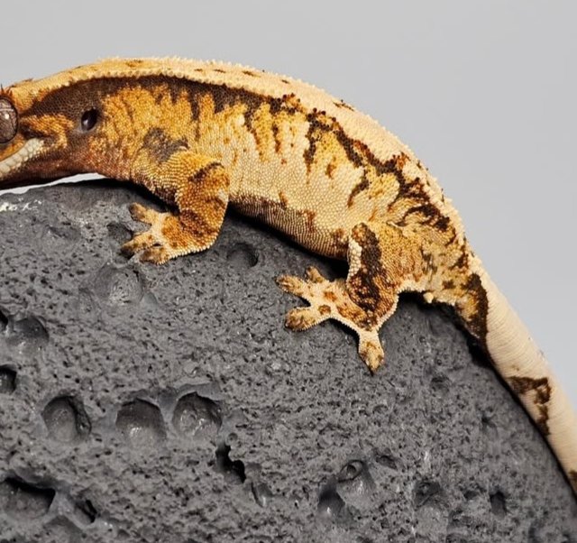 트라이 익스트림할리퀸