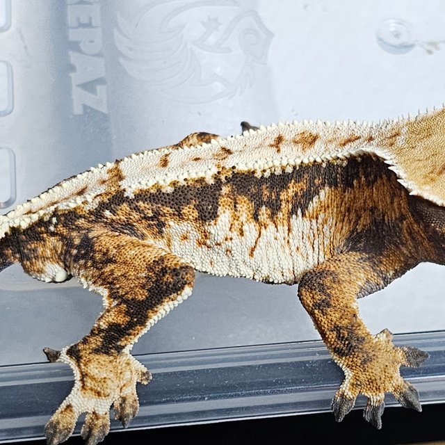 노멀 트라이 익스트림할리퀸 텐저린