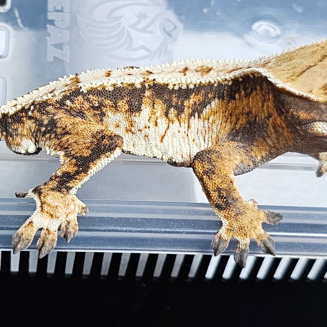 노멀 트라이 익스트림할리퀸 텐저린