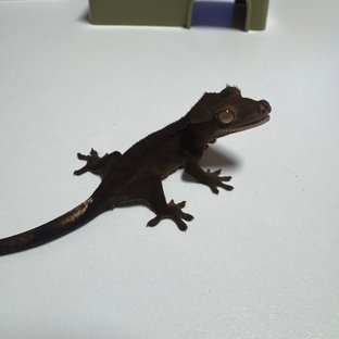 챠콜 알티