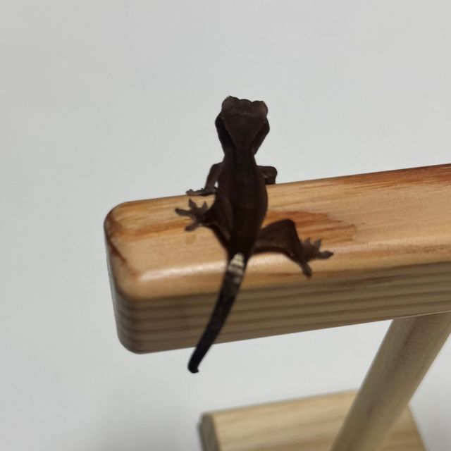 알티 챠콜 카푸치노 패턴리스