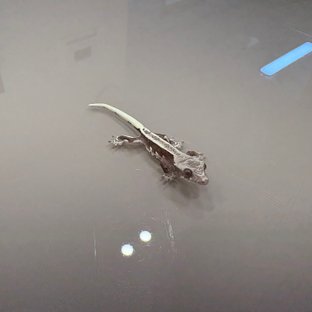 릴잔틱