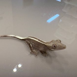 아잔틱 풀핀